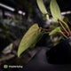 Anthurium portillae 'Dorito' s2