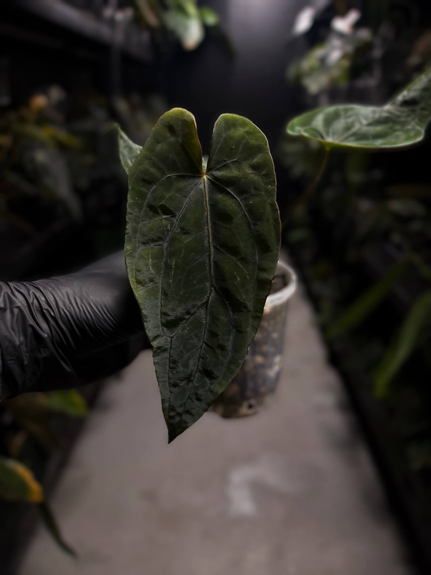 Anthurium dressleri x papillilaminum 'Red'