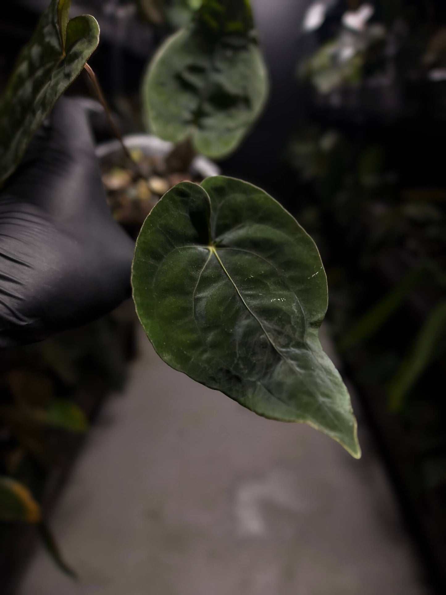 Anthurium dressleri x papillilaminum 'Red'