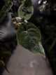 Anthurium dressleri x papillilaminum 'Red'