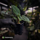 Anthurium portillae 'Dorito' s2