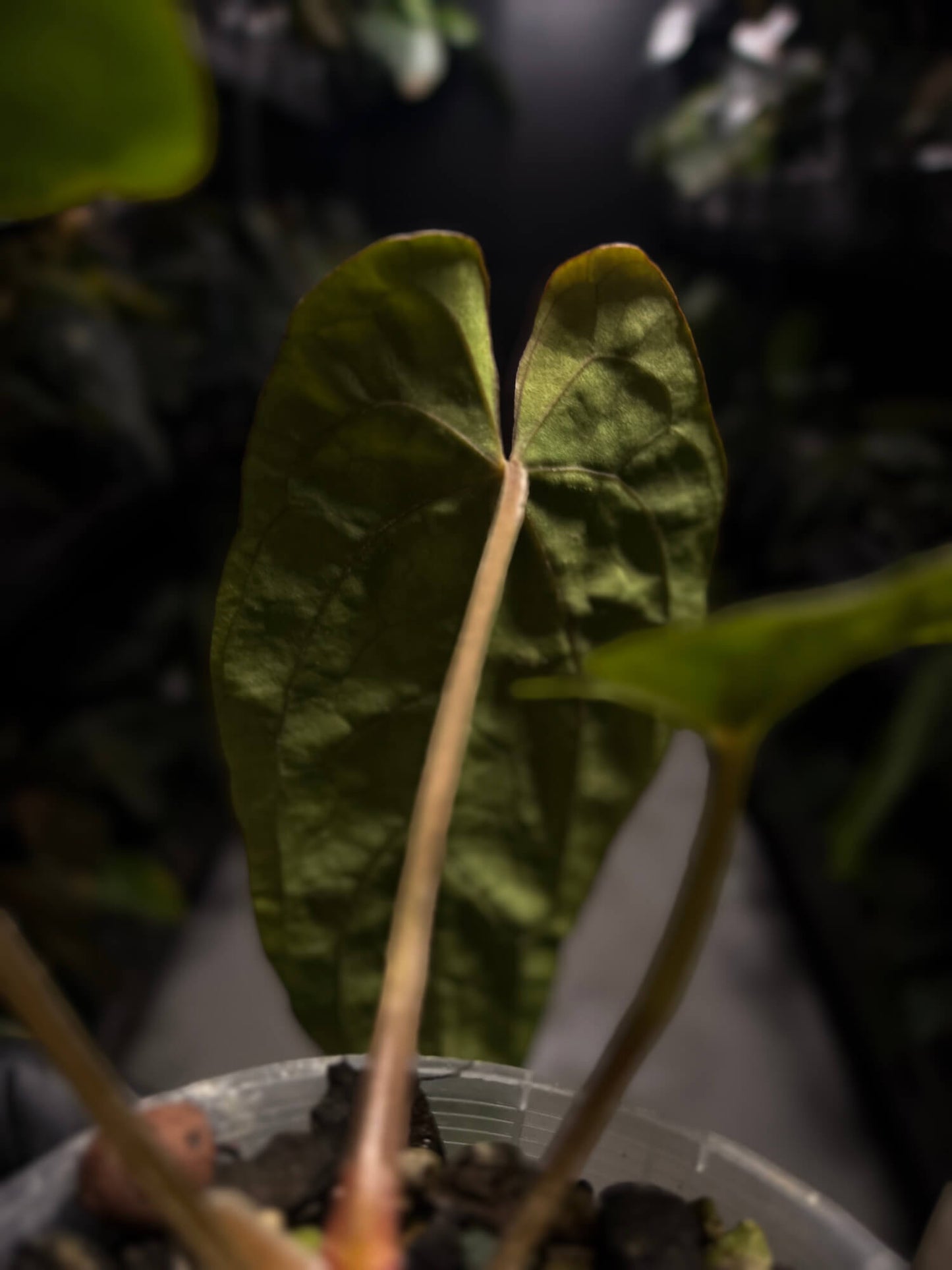 Anthurium dressleri x papillilaminum 'Red'