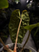 Anthurium dressleri x papillilaminum 'Red'