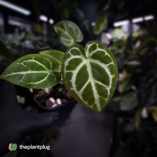Anthurium 'Silver Sad' x 'Diamond Forgetii'