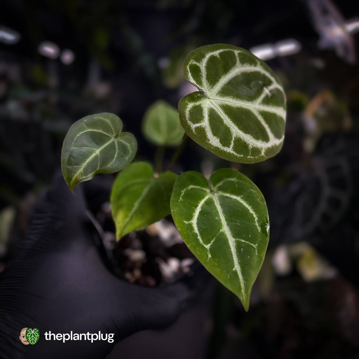 Anthurium 'Silver Sad' x 'Diamond Forgetii'