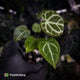 Anthurium 'Silver Sad' x 'Diamond Forgetii'
