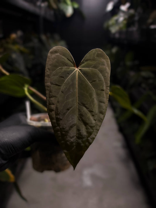 Anthurium dressleri x papillilaminum 'Red'
