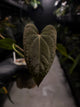 Anthurium dressleri x papillilaminum 'Red'