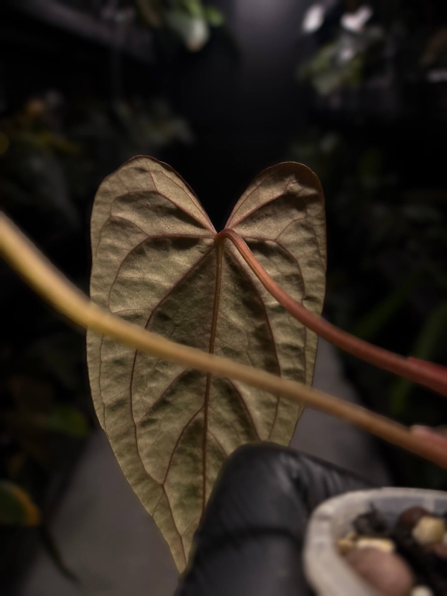 Anthurium dressleri x papillilaminum 'Red'