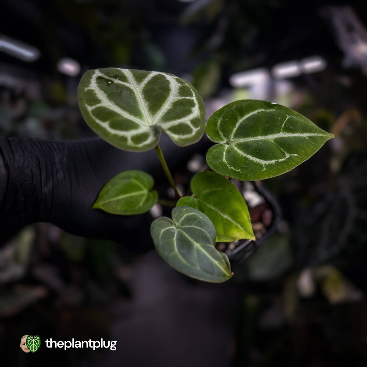 Anthurium 'Silver Sad' x 'Diamond Forgetii'