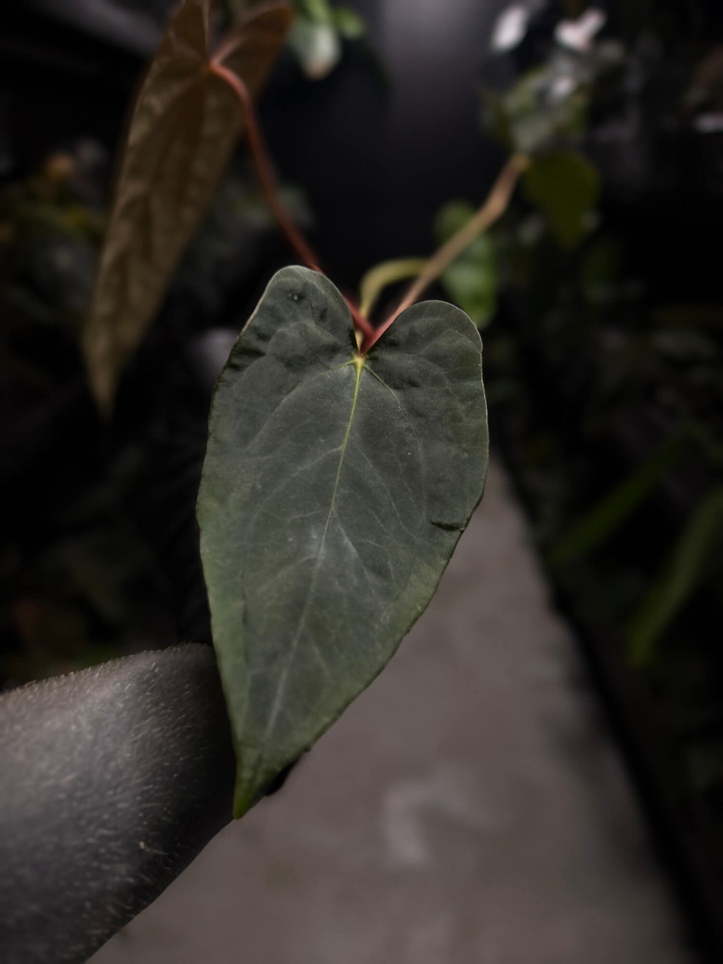 Anthurium dressleri x papillilaminum 'Red'