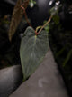 Anthurium dressleri x papillilaminum 'Red'