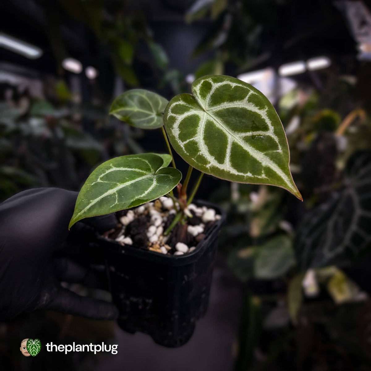 Anthurium 'Silver Sad' x 'Diamond Forgetii'