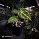 Anthurium 'Silver Sad' x 'Diamond Forgetii'