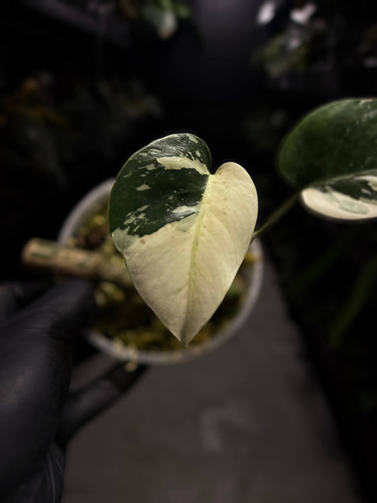 Monstera 'Mint NOID'