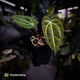 Anthurium [('Zara' x 'Michelle') x carla] x 'Black Widow'