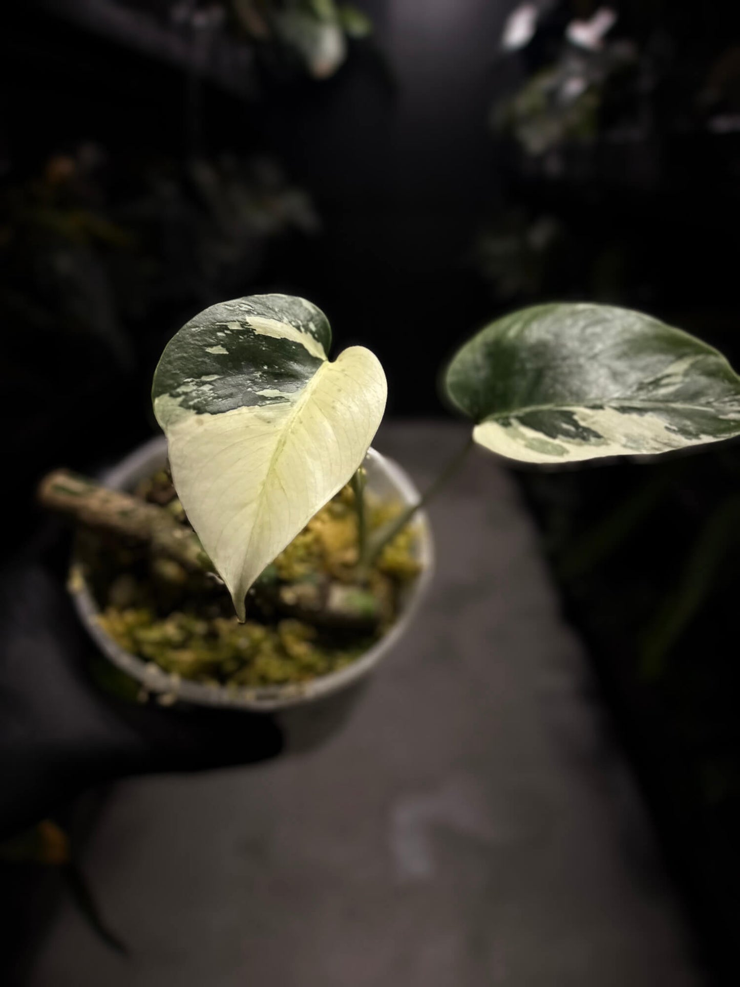 Monstera 'Mint NOID'