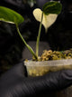 Monstera 'Mint NOID'
