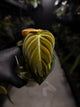 Philodendron melanochrysum • variegated