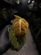 Philodendron melanochrysum • variegated