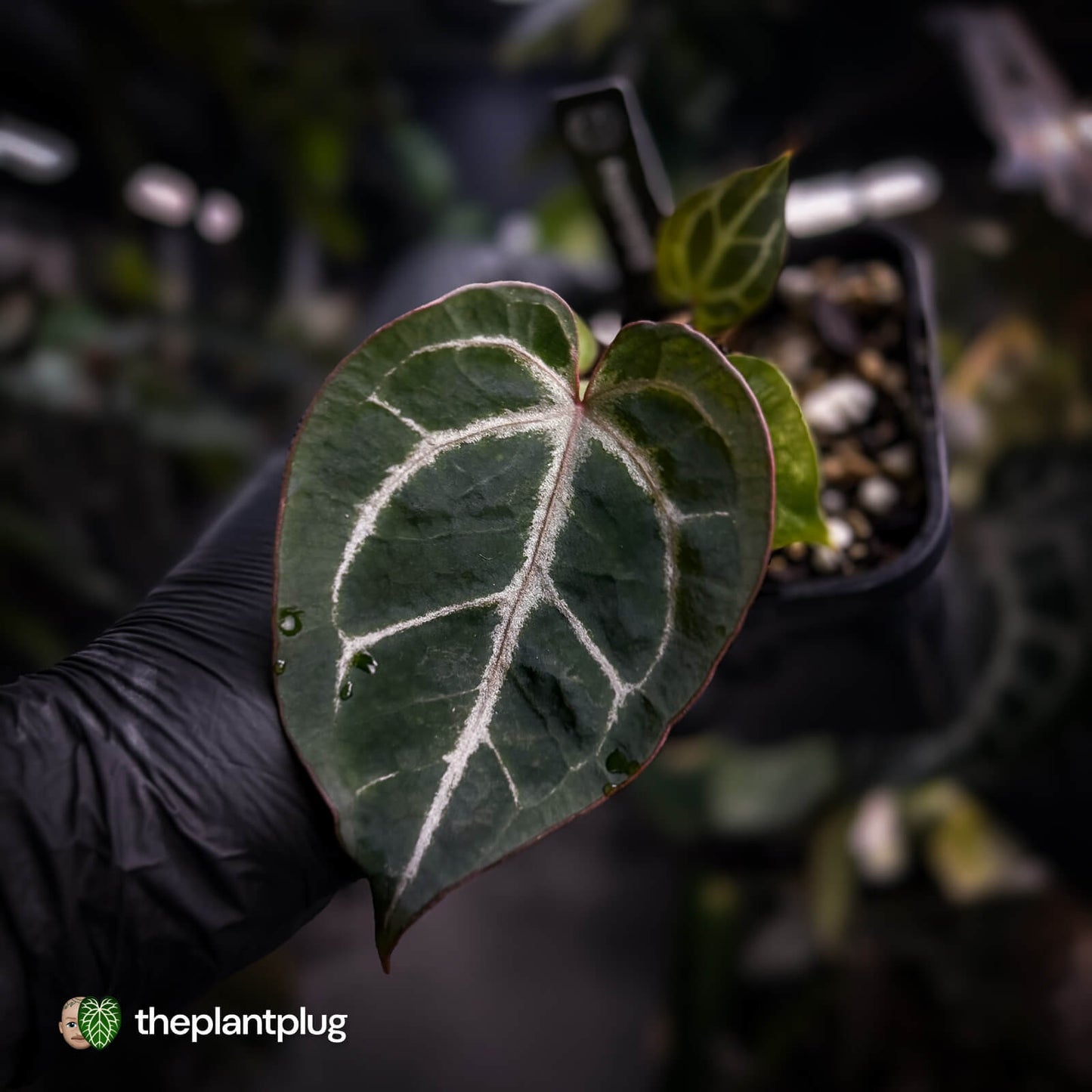 Anthurium aff. crystallinum 'Cape Oasis' f2 x 'Michelle' f2