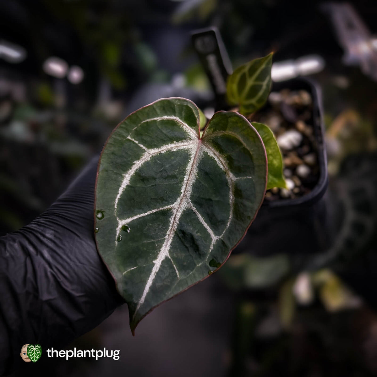 Anthurium aff. crystallinum 'Cape Oasis' f2 x 'Michelle' f2
