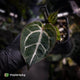 Anthurium aff. crystallinum 'Cape Oasis' f2 x 'Michelle' f2