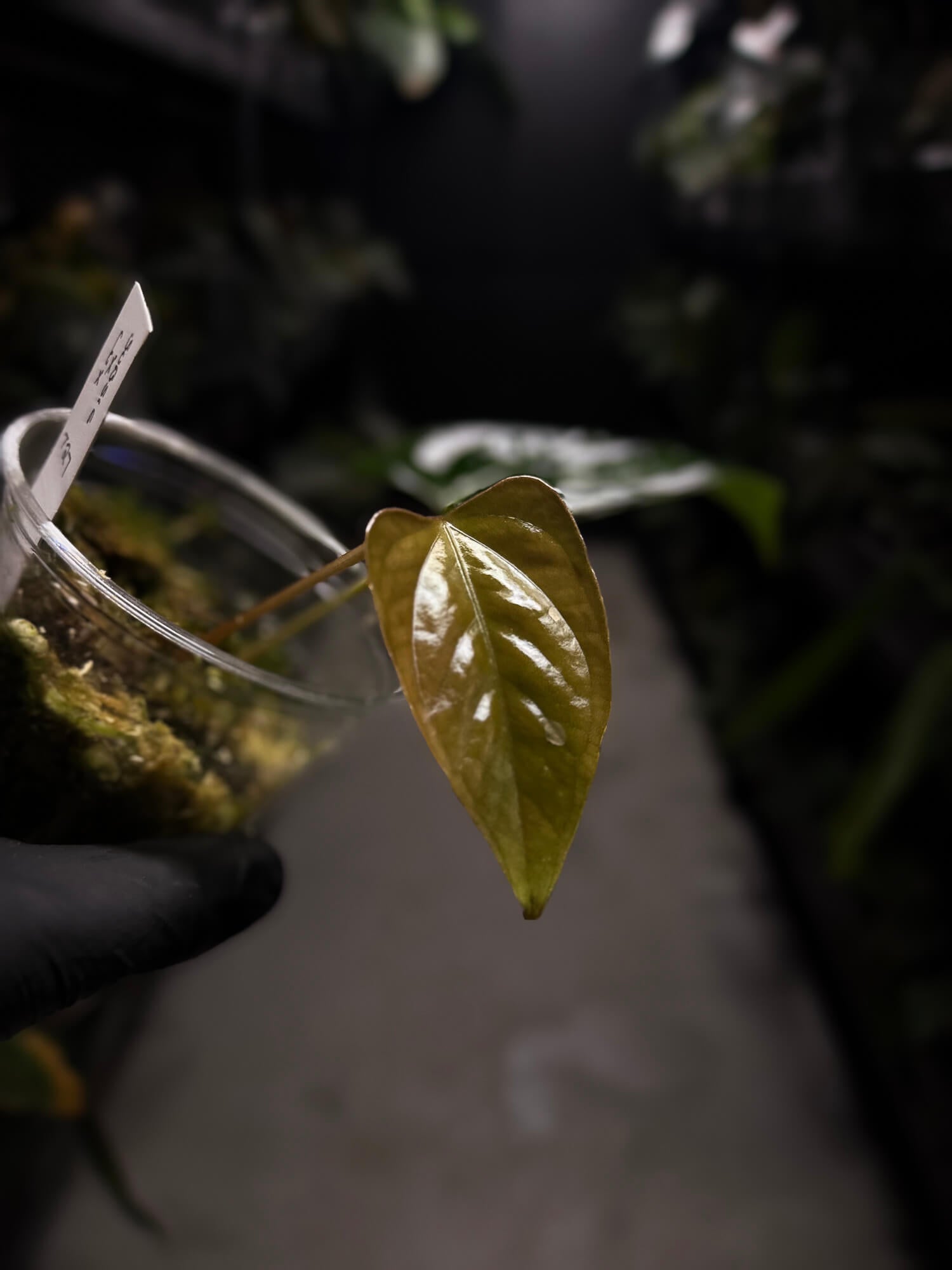 Anthurium subsignatum x luxurians
