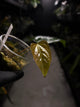 Anthurium subsignatum x luxurians