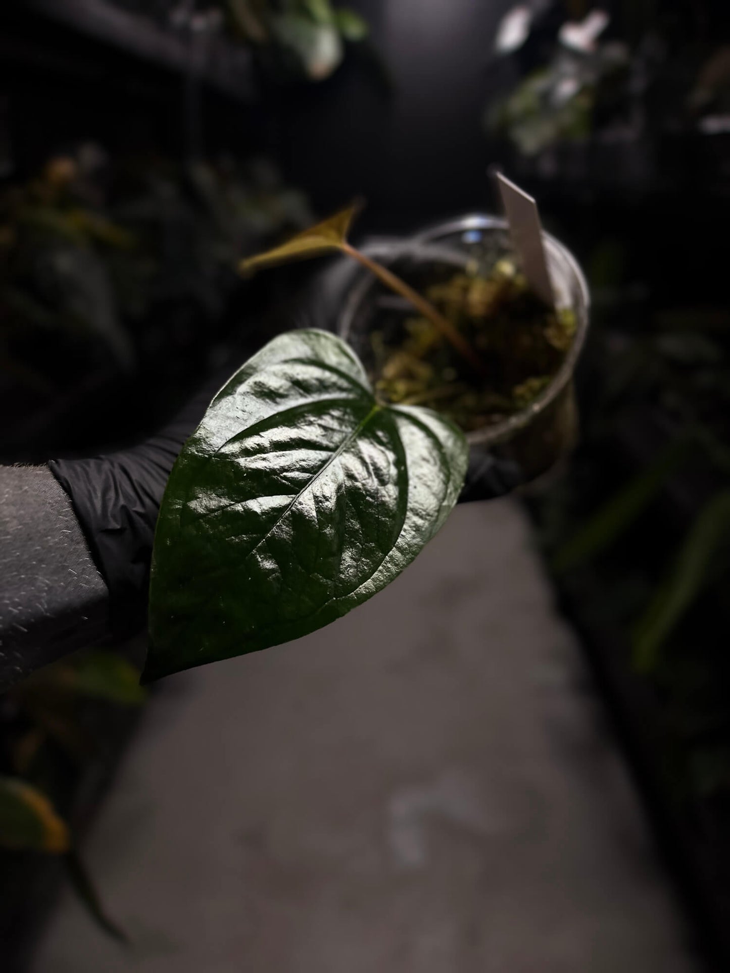 Anthurium subsignatum x luxurians