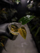 Anthurium subsignatum x luxurians