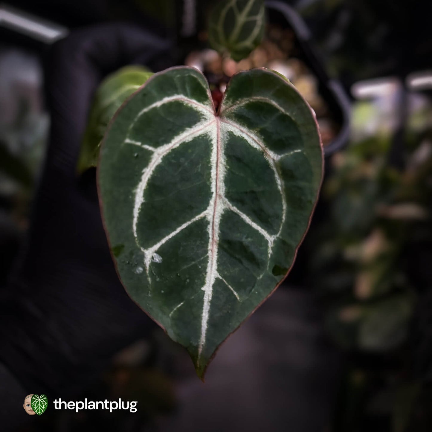 Anthurium aff. crystallinum 'Cape Oasis' f2 x 'Michelle' f2