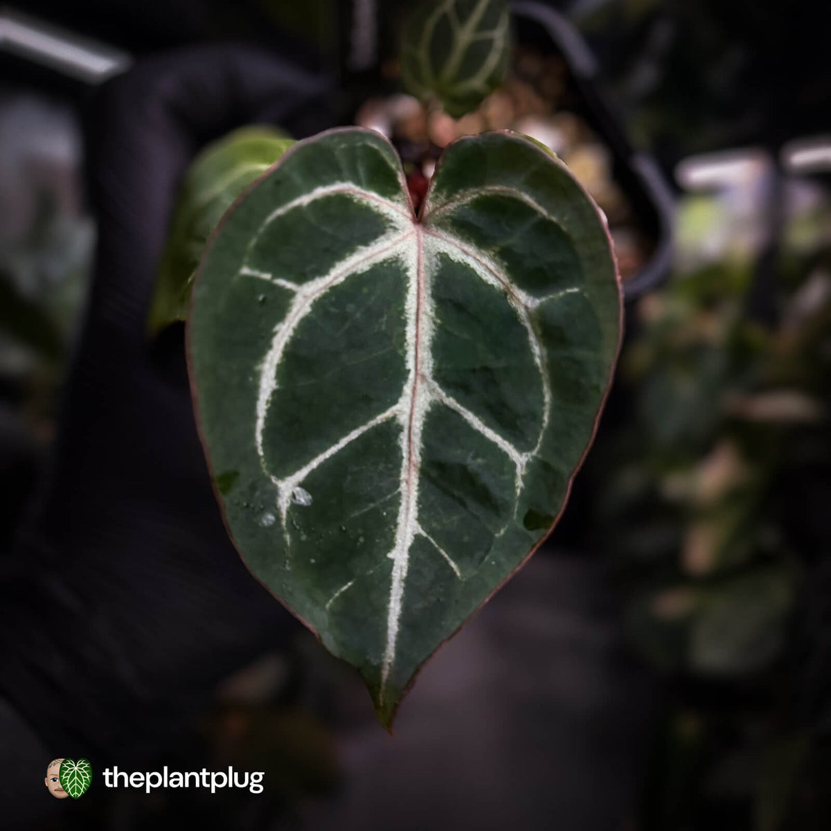 Anthurium aff. crystallinum 'Cape Oasis' f2 x 'Michelle' f2
