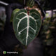 Anthurium aff. crystallinum 'Cape Oasis' f2 x 'Michelle' f2