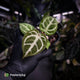Anthurium #FairyFloss • first release