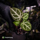 Anthurium #FairyFloss • first release