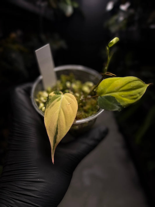 Philodendron micans • variegated