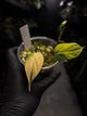 Philodendron micans • variegated