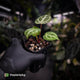 Anthurium #FairyFloss • first release