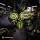 Anthurium #FairyFloss • first release