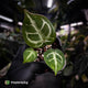 Anthurium #FairyFloss • first release