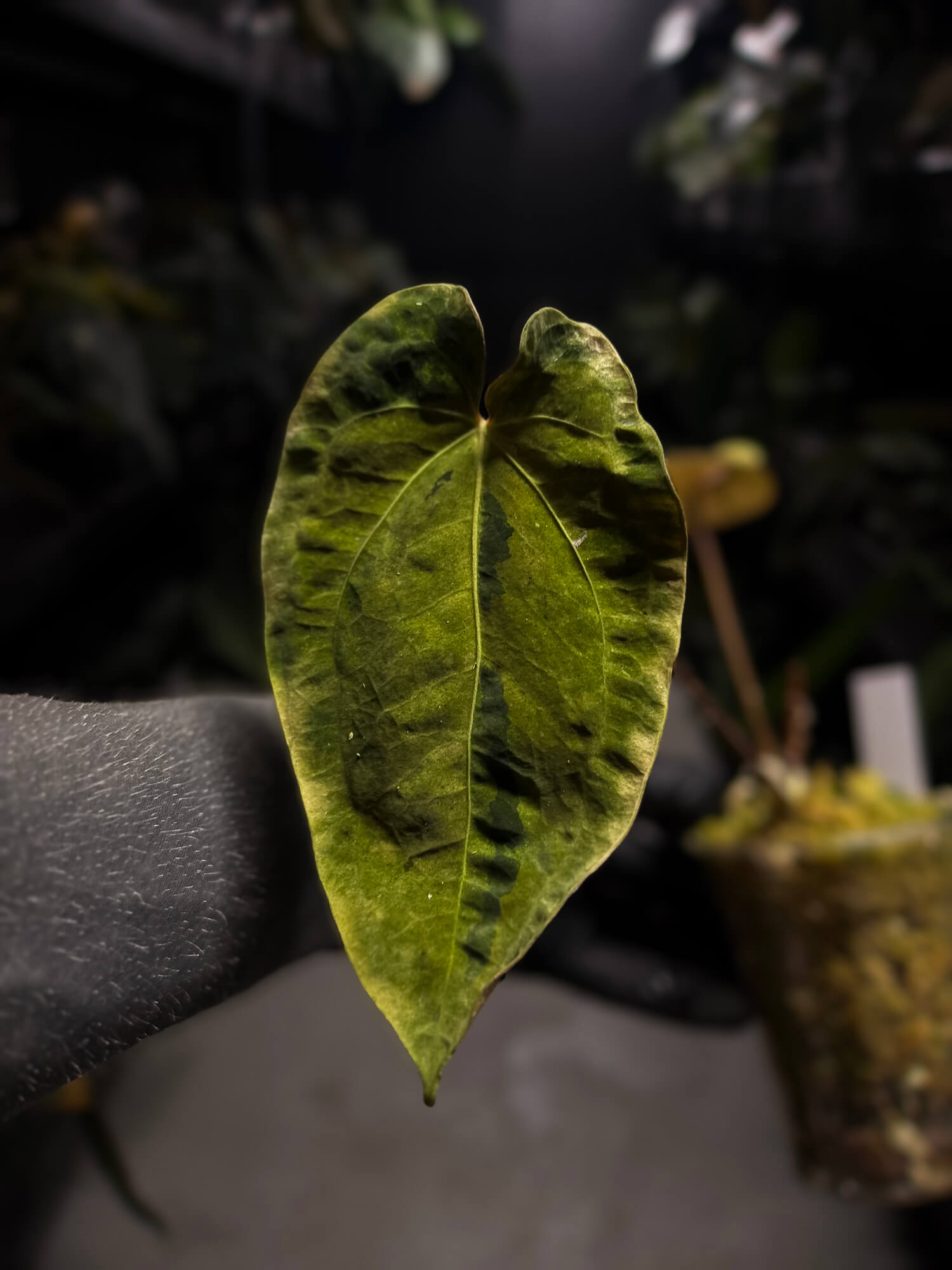 Anthurium 'Dark Complex' x (papillilaminum x dressleri) • variegated neotenous mutation