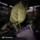 Anthurium #FairyFloss • first release