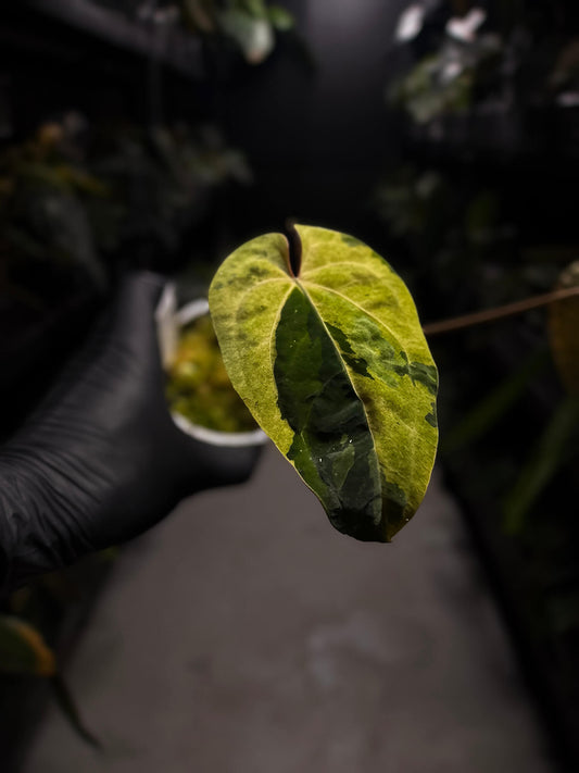 Anthurium 'Dark Complex' x (papillilaminum x dressleri) • variegated neotenous mutation