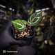 Anthurium #FairyFloss • first release