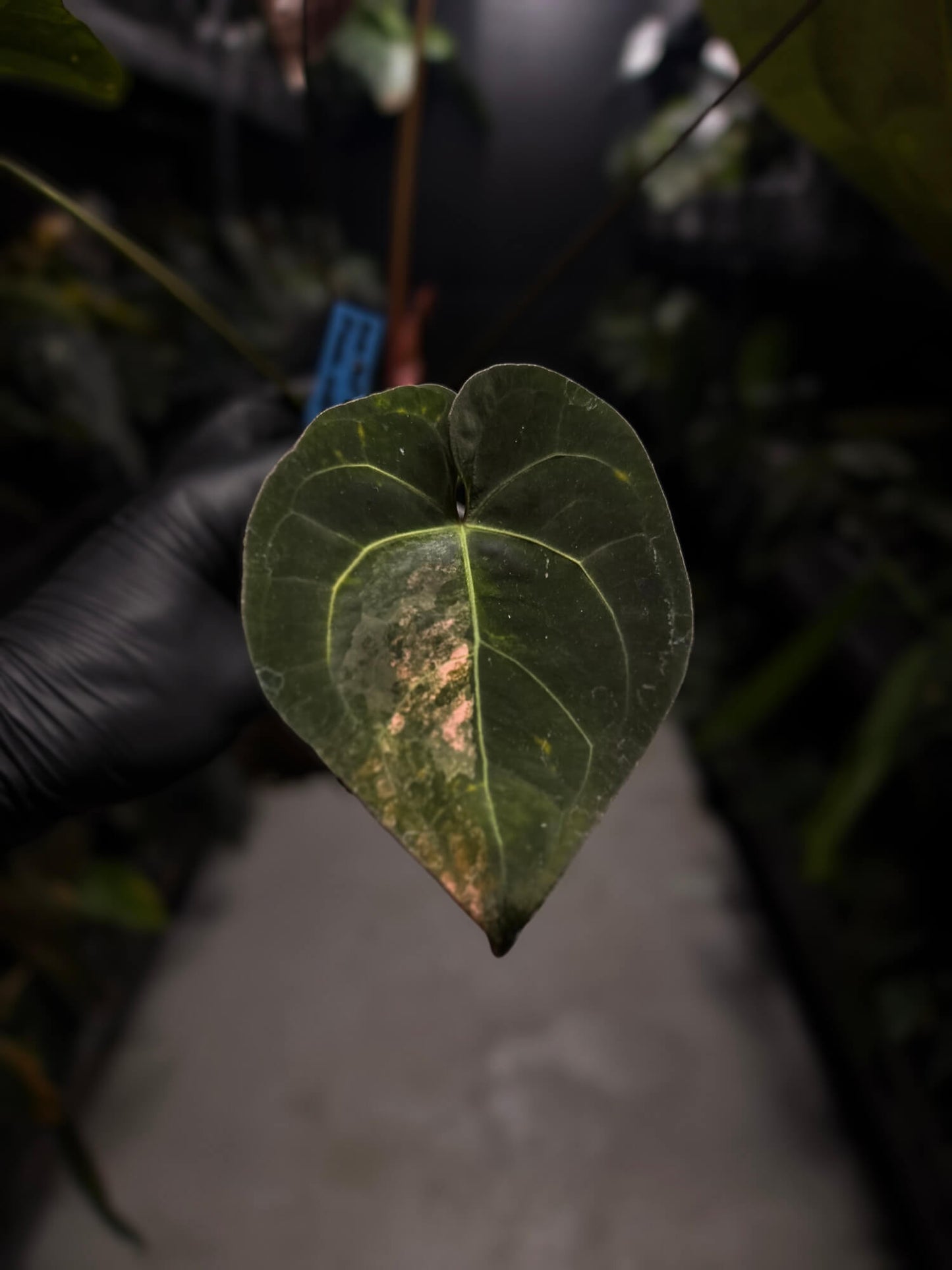 Anthurium luxurians papillilaminum crystal hybrid • pink variegated