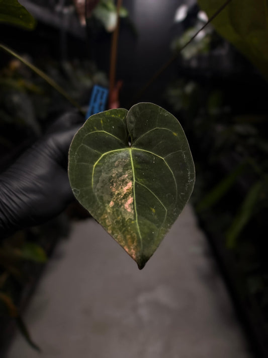 Anthurium luxurians papillilaminum crystal hybrid • pink variegated