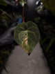 Anthurium luxurians papillilaminum crystal hybrid • pink variegated