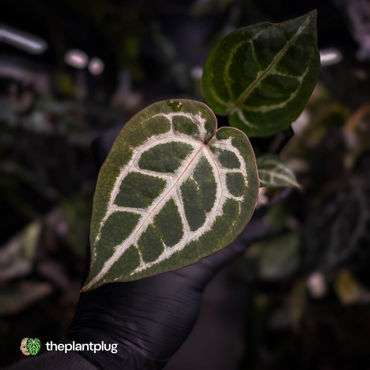 Anthurium ('SKG Silver' x 'Red Crystal') x ('Michelle' f2) • first release