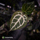 Anthurium ('SKG Silver' x 'Red Crystal') x ('Michelle' f2) • first release